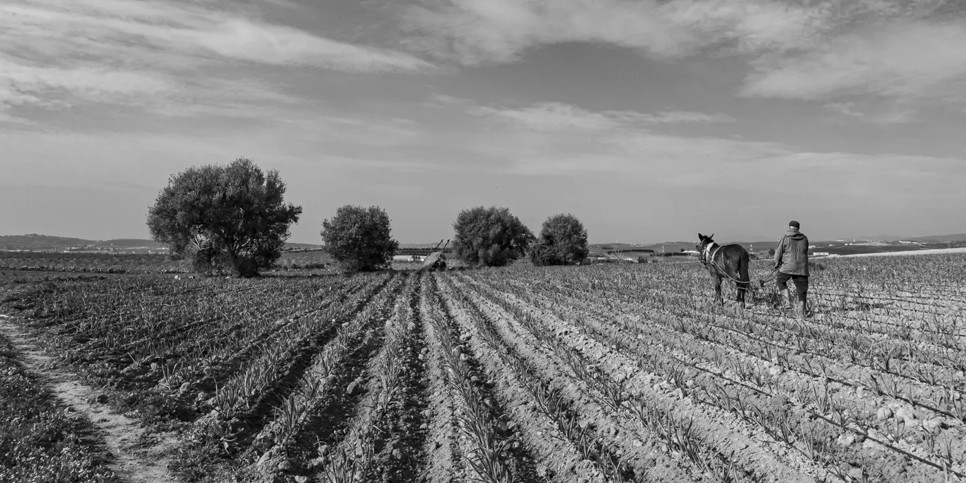 Photo am aroussi Mulet